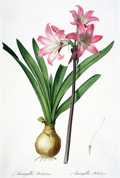 Amaryllis Belladonna, from 